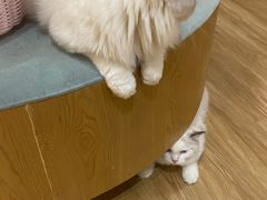 -滚猫咖啡·猫咖·猫友好撸猫(未来城店)