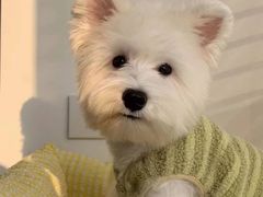 -萌宠之家·腊肠犬·马尔泰·小体犬舍