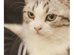 -李小姐の猫咖啡馆(五角场店)