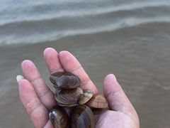 -日照海滨国家森林公园