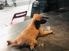 -NokNok Coffee(宽窄巷子店)