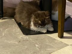 -猫小院猫主题餐厅(三里屯店)
