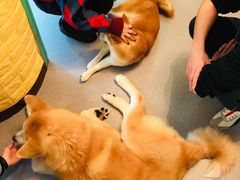 -喜柴咖啡·柴犬狗咖
