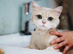 -汪小喵宠物·戴维斯乐芳希施宠馨宝皮毛调理洗护店