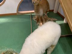 -藦茜花园宠物主题亲子互动体验馆(国顺东路店)