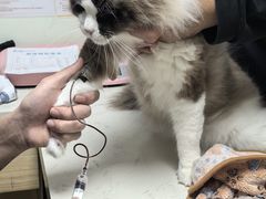 -格蕾宠物医院24H·猫科·肿瘤科·骨科中心(福州总院)