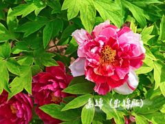 -洛阳市隋唐城遗址植物园