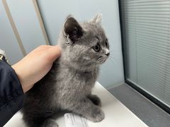 -伟伟宠物医院·CT影像中心·瑞派犬猫综合性门诊(汉口总院)