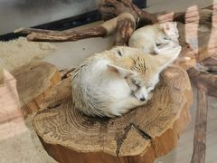 -大连森林动物园