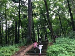 -五营红松林海景区