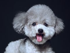 -超宠爱宠物摄影-Super pet
