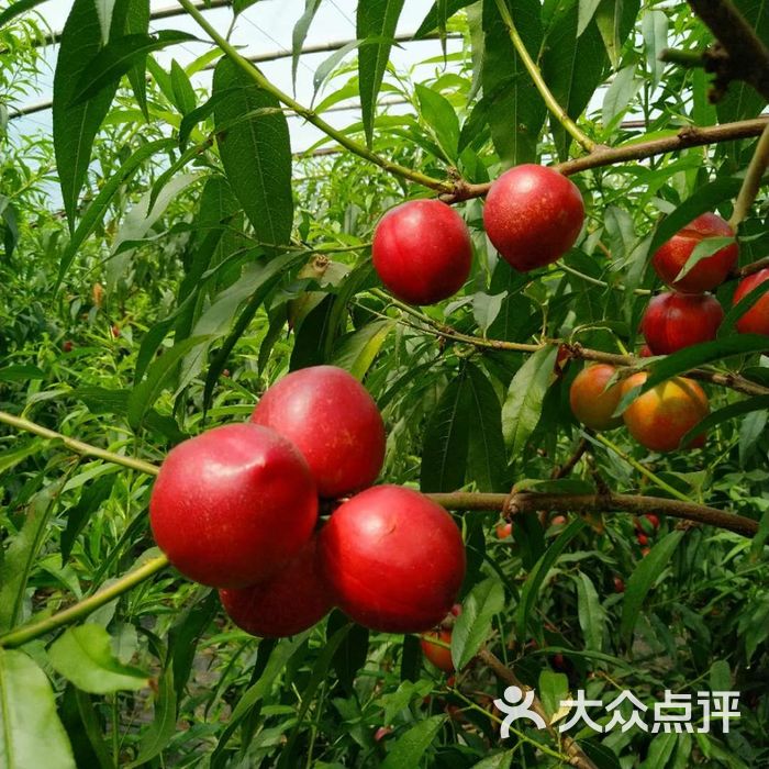 老任采摘园图片-北京采摘/农家乐-大众点评网