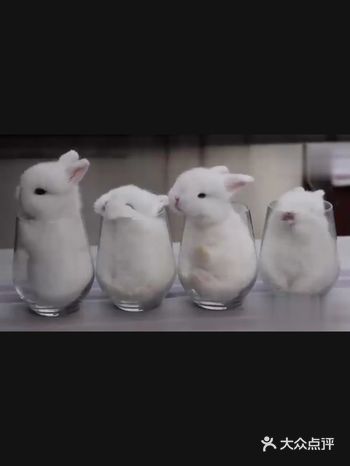 你们猜哪只兔子最能睡?