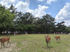 -奈良公园