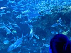 -海合安成都极地海洋公园