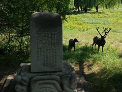 -北京麋鹿生态实验中心