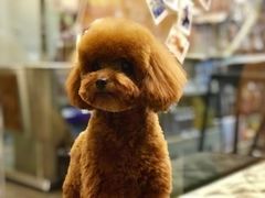-PETKIT小佩宠物(古北店)