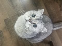 -北京观赏动物医院·24小时大型综合·猫专科·异宠专科