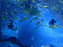 -太平洋海底世界