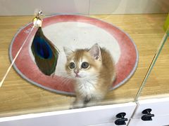 -青奢宠物·青奢猫舍