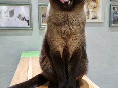 -藏猫猫咖啡主题馆(中央大道店)