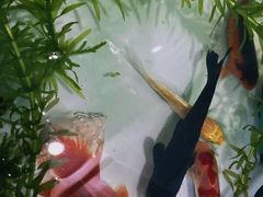 -中环花鸟鱼虫市场