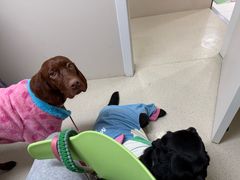 -仁普宠物诊所·中兽医·夜诊·狂犬免疫点(住友昌盛新苑店)