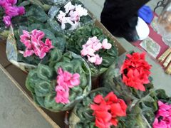 -中环花鸟鱼虫市场