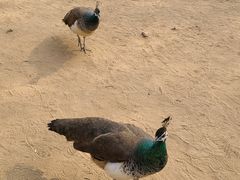 -秦皇岛野生动物园
