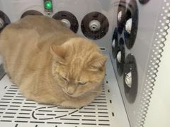 -FAELING PETS美天灵宠物(富力广场店)