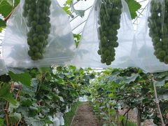 -马陆小张葡萄园农家乐