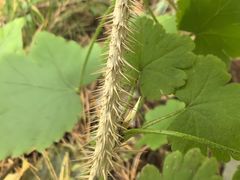 -五营红松林海景区