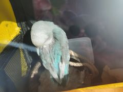 -雨林宠物医院·异宠专科(浦东分院)