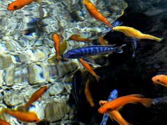 -太平洋海底世界