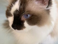 -豆逗聊愈猫阁Easy Life