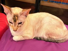 -MOCHA明星猫咖(田子坊店)