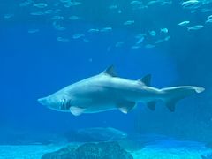 -海合安成都极地海洋公园