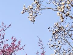 -梅花山(明孝陵内)
