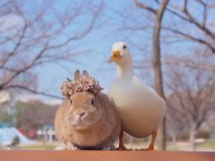 -京玉菲饭店(李村店)