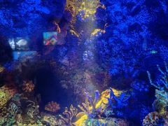 -上海海洋水族馆