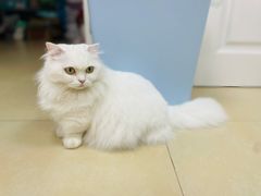 -喵宠乐园·撸猫互动·猫舍