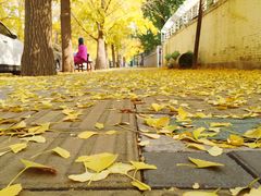 -三里屯东五街银杏大道