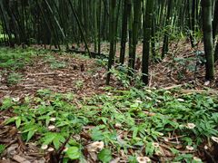 -杭州植物园