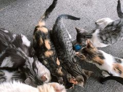 -喵店&猫咖