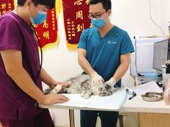 -创凡宠物医院·骨专科  猫科中心(西乡分院)