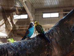 -南宫五洲植物乐园