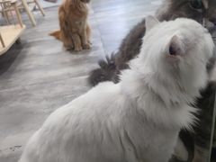 -楼上猫咖(罗湖店)