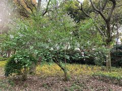 景点-北外滩滨江绿地