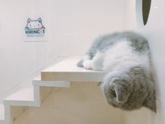 -十年猫舍·猫咪专门店(普陀店)