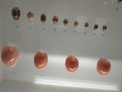 -青岛贝壳博物馆